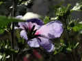 HIBISKUS TRICOLOR