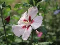 HIBISKUS TRICOLOR