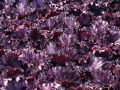 Żurawka FOREVER PURPLE
