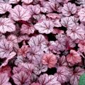 Żurawka GEORGIA PLUM