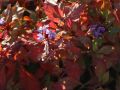 CERATOSTIGMA OŁOWNIKOWATA