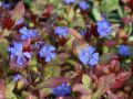 CERATOSTIGMA OŁOWNIKOWATA