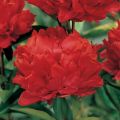 Piwonia Red Magic