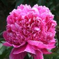 Piwonia MARGARET TRUMAN