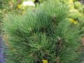 Sosna Czarna GREEN ROCKET