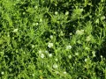 Karmnik ościsty MOSS GREEN