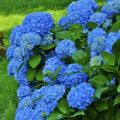 Hortensja Ogrodowa JIP BLUE