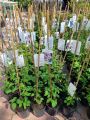 Powojnik CLEMATIS Polish Spirit