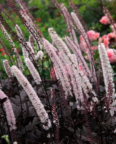 Štiavničík Pluskvicový  Pink Spike