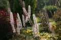 Pluskwica Pink Spike