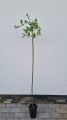 Wierzba IWA - Pendula