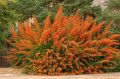 Ognik Szkarłatny ORANGE GLOW
