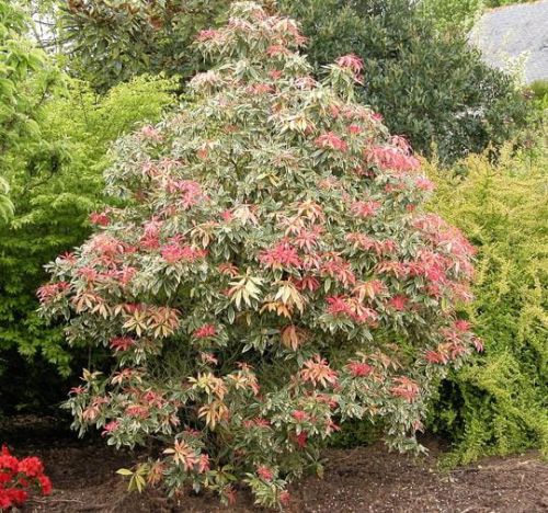 Japonský pieris Flaming Silver