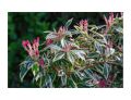 Pieris japoński Flaming Silver
