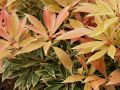 Pieris japoński Flaming Silver