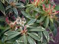 Pieris japoński Flaming Silver