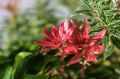 Pieris japoński Little Heart
