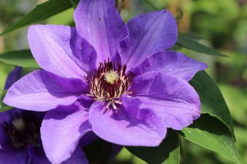 Clematis KONIGSKIND