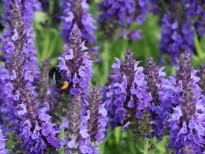 Šalvia lekárska Marcus