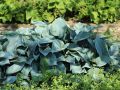 Funkia - Hosta HALCYON