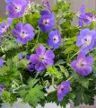 Bodziszek Wallicha BLOOM ME AWAY