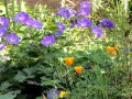 Bodziszek Wallicha BLOOM ME AWAY