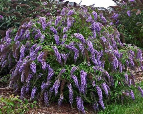 Budleja Dávidova  Wisteria Lane