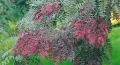 Glediczja trójcierniowa RUBYLACE