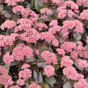 Sedum Purple Emperor
