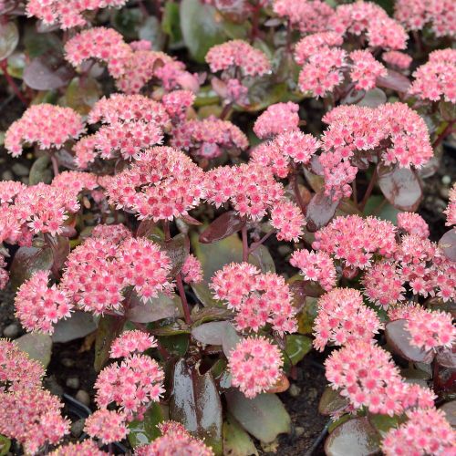 Sedum Purple Emperor