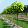 Catalpa kulista AUREA