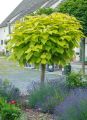 Catalpa kulista AUREA