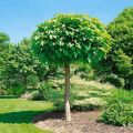Catalpa kulista AUREA