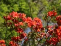 Azalia wielkokwiatowa PARKFEUER