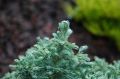 CYPRYSIK GROSZKOWY CURLY TOPS