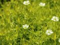 Karmnik ościsty Lime Moss