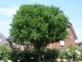 Akacja ROBINIA UMBRACULIFERA