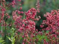 Żurawka Heuchera PARIS