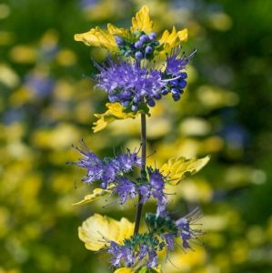 Barbula clandona Gold Cres
