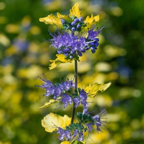 Barbula clandona Gold Cres