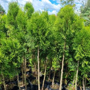 Thuja schmagd plesnivá