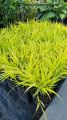 Trawa Hakonechloa smukła SUNFLARE