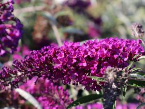 Budleja Davidova NANHO PURPLE