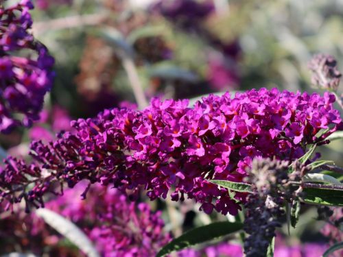 Budleja Davidova NANHO PURPLE