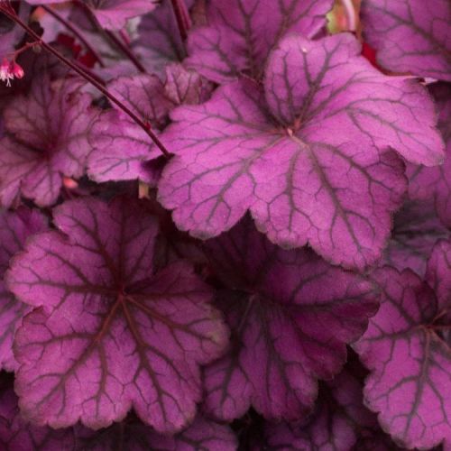 Heuchera WILD ROSE