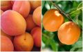 Morela Zaleszczycka i Early Orange na JEDNYM drzewie DUO