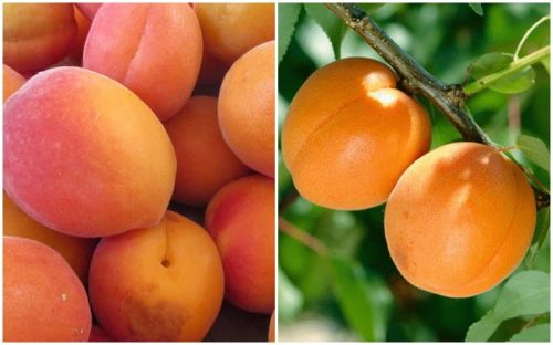 Marhuľa Zaleszczycka i Early Orange na JEDNOM DUO strome