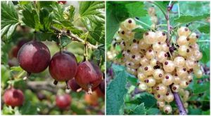 HINNONMAKI egreš ROT a WERSALKA ríbezle DUO