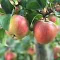 Jabłoń Rajka