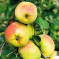 Jabłoń KRONSELKA